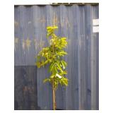 6' Fuyu persimmon tree