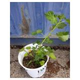 Currant