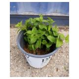 Lemon balm