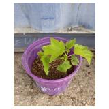 Currant