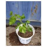 Currant