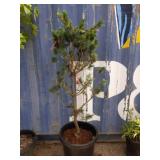 5' Japanese white pine