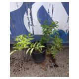 Elderberry