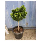 3' False cypress