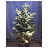5' Colorado blue spruce