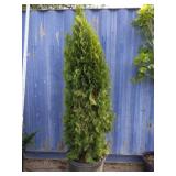 7' Arborvitae tree