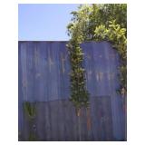 10'regal Prince oak