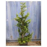 5' Hinoki Cypress