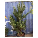 8' pine tree