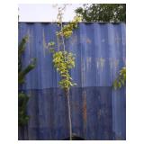 9' pear tree