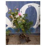Queen Elizabeth rose bush