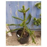 3' monkey puzzle tree