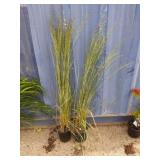 Tall grass