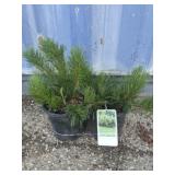 2 Dwarf Mugo Pine