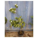 4' dogwood