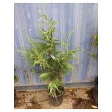 4' Leyland cypress