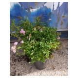 3 Japanese spirea