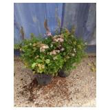 2 Japanese spirea