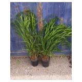 2 Japanese wild grass