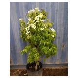 4'5 dogwood