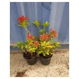 2 mountain fire Pieris