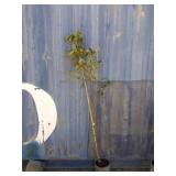 5' dogwood