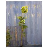 6' dogwood