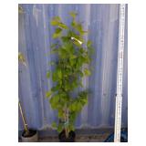 5' kobus magnolia