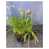 2 daylilies