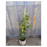 3' red witch hazel