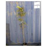 6' dogwood