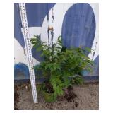 3 ft dwarf burning bush
