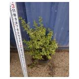 2.5ft wintercreeper