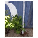 3 ft dwarf burning bush