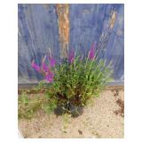 Two English lavender