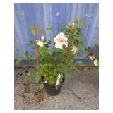 Rose plant