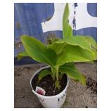 Canna Lily