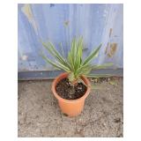 Yucca plant