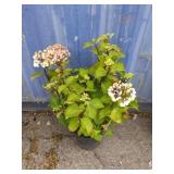 Hydrangea