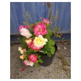 Rose plant