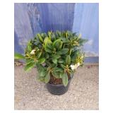 Rhododendron