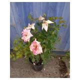 2 gallon Rose