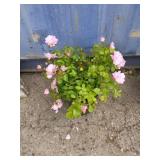 Rose plant