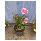 Rose plant