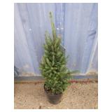 2' white spruce