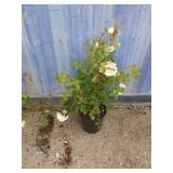2 gallon Rose