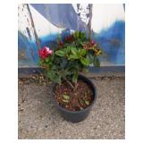 Rhododendron