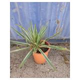 Yucca plant