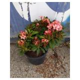 Rhododendron