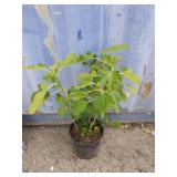 2 gallon fig tree